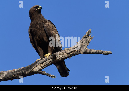 Der wahlberg Eagle (Aquila wahlbergi), Krüger Nationalpark, Südafrika, Afrika Stockfoto