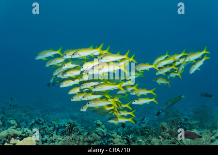 Schule der Yellowfin Goatfish (Mulloidichthys guentheri) über dem Korallenriff, Great Barrier Reef schwimmen Stockfoto