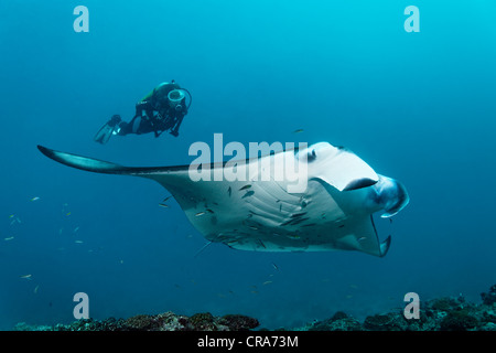 Taucher beobachten einen Mantarochen (Manta Birostris) schwimmen über dem Korallenriff, Great Barrier Reef, UNESCO-Weltkulturerbe, Stockfoto