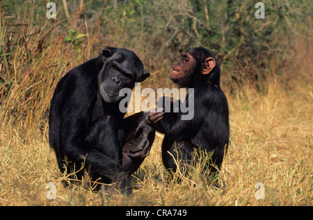 Schimpanse (pan troglodytes), chimfunshi wildlife Orphanage, Sambia, Afrika Stockfoto