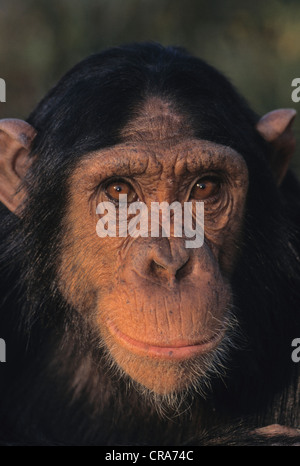 Schimpanse (pan troglodytes), chimfunshi wildlife Orphanage, Sambia, Afrika Stockfoto