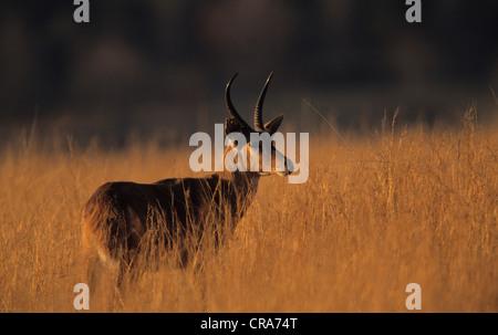 Gemeinsame riedböcke (redunca arundinum), Midmar Nature Reserve, Südafrika, Afrika Stockfoto