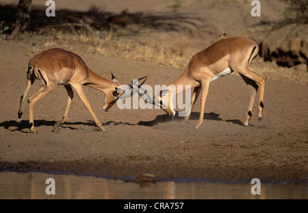 Impala (Aepyceros melampus), Männer kämpften, Krüger Nationalpark, Südafrika, Afrika Stockfoto