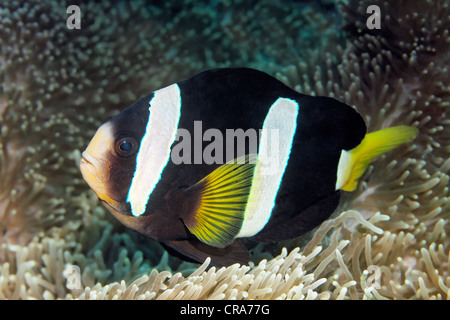 Clarks Anemonenfische (Amphiprion Clarkii) schwimmen oben Seeanemone, Great Barrier Reef, UNESCO-Weltkulturerbe, Australien Stockfoto