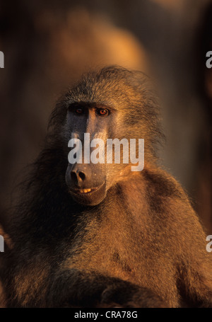 Chacma baboon (papio ursinus), Krüger Nationalpark, Südafrika, Afrika Stockfoto