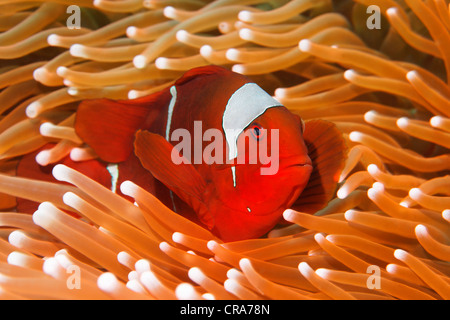 Clownfische (Premnas Biaculeatus) in Seeanemone, Pazifik, Australien, Great Barrier Reef, UNESCO World Heritage Site, Maroon Stockfoto