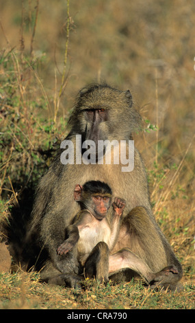 Chacma baboon (papio ursinus), weibliche Erwachsene und junge, Krüger Nationalpark, Südafrika, Afrika Stockfoto