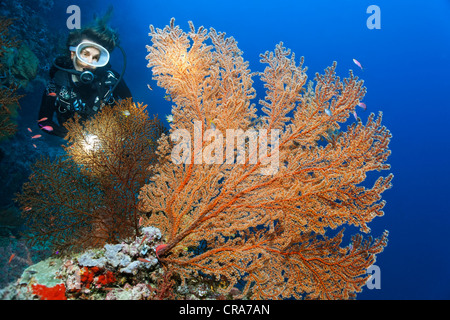 Taucher mit Blick auf eine rote Gorgonien (Plexauridae) am Korallenriff, Great Barrier Reef, UNESCO-Weltkulturerbe-Taschenlampe Stockfoto