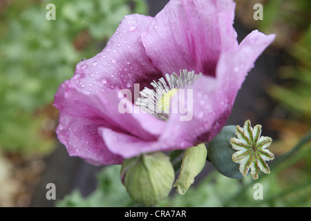 Lila, rosa, lila, Mohn, close-up einzelne Blume, Blüte, Englisch Country Garden, UK Stockfoto