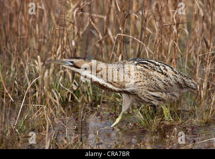 Rohrdommel (Botaurus Stellaris) Schilf im Feuchtgebiet, Naturschutzgebiet Neusiedlersee Naturschutzgebiet, Burgenland, Österreich Stockfoto