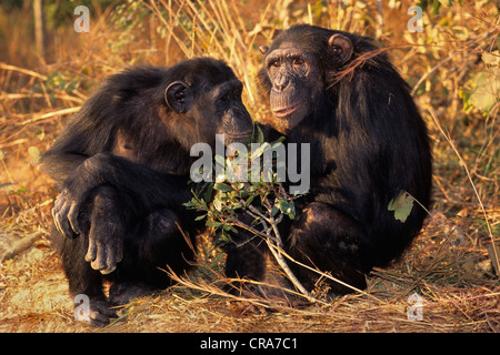 Schimpanse (pan troglodytes), chimfunshi wildlife Orphanage, Sambia, Afrika Stockfoto