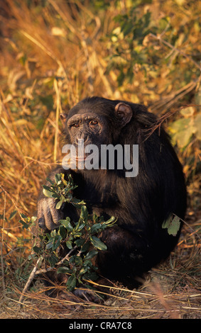 Schimpanse (pan troglodytes), chimfunshi wildlife Orphanage, Sambia, Afrika Stockfoto