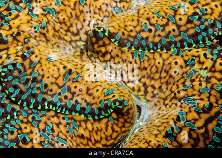 Riesenmuschel (Tridacna Gigas), Detail, Great Barrier Reef, UNESCO-Weltkulturerbe, Cairns, Queensland, Australien, Pazifik Stockfoto