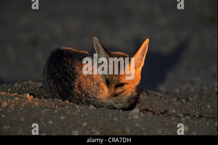 Cape Fox (vulpes Chama), Kgalagadi Transfrontier Park, Kalahari, Südafrika, Afrika Stockfoto