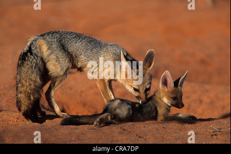 Cape Fox (vulpes Chama), weiblichen Erwachsenen und Cub, Kgalagadi Transfrontier Park, Kalahari, Südafrika, Afrika Stockfoto