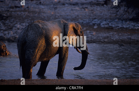 Afrikanischer Elefant (loxodonta Africana), Etosha National Park, Namibia, Afrika Stockfoto