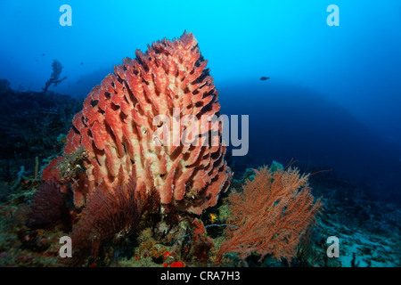 Riesiger Fass-Schwamm (Xestospongia Testudinaria) am Korallenriff Great Barrier Reef, UNESCO-Weltkulturerbe, Australien Stockfoto