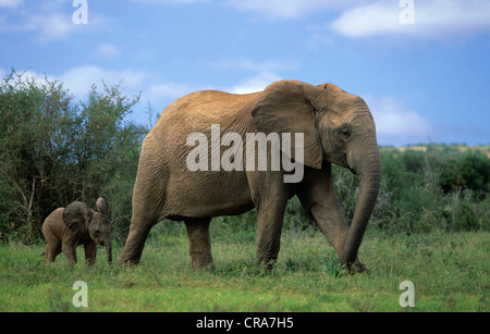 Afrikanischer Elefant (loxodonta Africana), weibliche Erwachsene und Kalb, Addo Elephant National Park, Südafrika, Afrika Stockfoto