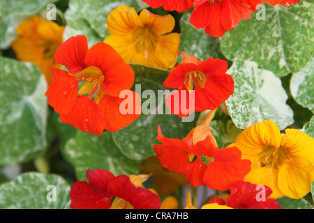 Orange und gelb Alaska Kapuzinerkresse Blüten und Blätter Nahaufnahme Container Garten Stockfoto