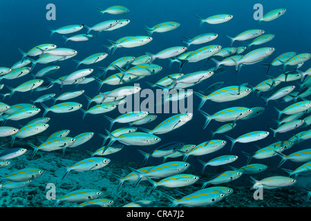 Schule von blau und Gold Fusiliers (Caesio Caerulaurea) schwimmen über dem Korallenriff, Great Barrier Reef, UNESCO-Weltkulturerbe Stockfoto