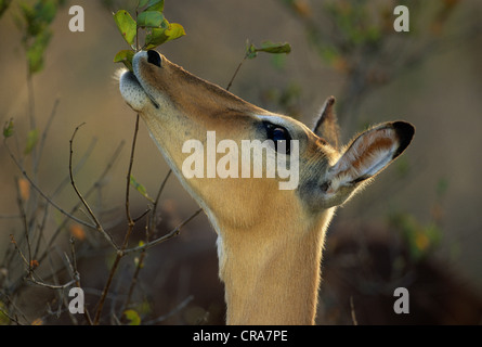 Impala (Aepyceros melampus), Krüger Nationalpark, Südafrika, Afrika Stockfoto