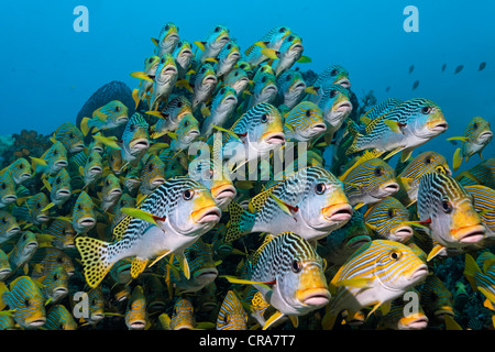 Schwarm von orientalischen Süßlippen (Plectorhinchus Vittatus) und Ribboned Süßlippen (Plectorhinchus Polytaenia) schwimmen über eine Koralle Stockfoto