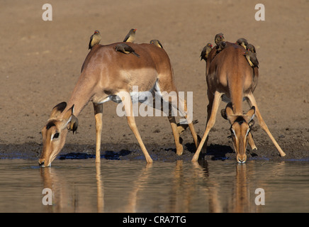 Impala (Aepyceros melampus), mit Red-billed oxpeckers (buphagus erythrorhynchus), Krüger Nationalpark, Südafrika, Afrika Stockfoto