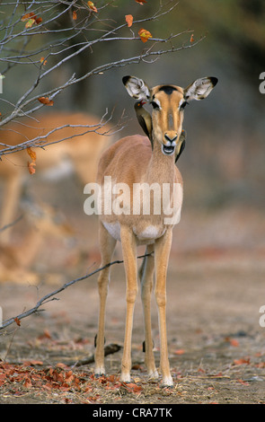 Impala (Aepyceros melampus), mit Red-billed oxpeckers (buphagus erythrorhynchus), Krüger Nationalpark, Südafrika, Afrika Stockfoto