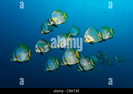 Schwarm von Dusky Fledermausfisch (Platax Pinnatus) Schwimmen im Freiwasser, Great Barrier Reef, UNESCO-Weltkulturerbe, Queensland Stockfoto