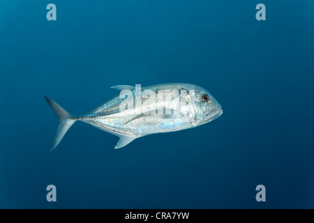 Giant Trevally (Caranx Ignobilis) Schwimmen im Freiwasser, UNESCO World Heritage Site, Great Barrier Reef, Cairns, Queensland Stockfoto