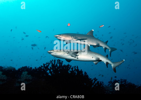 Zwei Weißspitzen-Riffhaie (Triaenodon Obesus) schwimmen entlang einer Riffkante, Great Barrier Reef, UNESCO-Weltkulturerbe Stockfoto