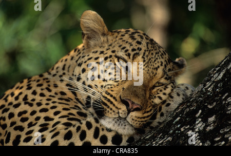 Leopard (panthera pardus), Sabi Sabi, Krüger Nationalpark, Südafrika, Afrika Stockfoto