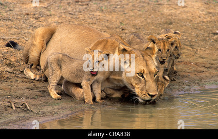 Und jungen Löwin (Panthera leo), Kgalagadi Transfrontier Park, Kalahari, Südafrika, Afrika Stockfoto