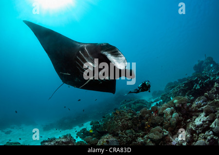 Taucher, die Beobachtung einer schwarzen Mantarochen (Manta Birostris) über ein Korallenriff Great Barrier Reef schwimmen Stockfoto