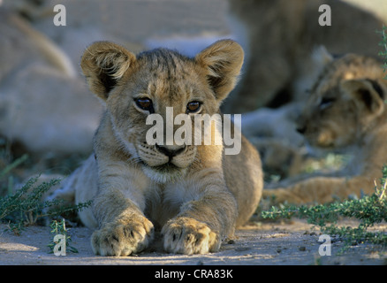 Lion Cub (Panthera leo), Kgalagadi Transfrontier Park, Kalahari, Südafrika, Afrika *** Einschränkung: Verwendung: Reisen packagesusage: Stockfoto