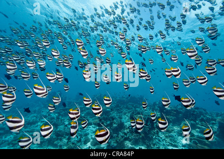 Großer Schwarm von Schulbildung Bannerfish (Heniochus Diphreutes) über ein Korallenriff im Freiwasser, Great Barrier Reef schwimmen Stockfoto