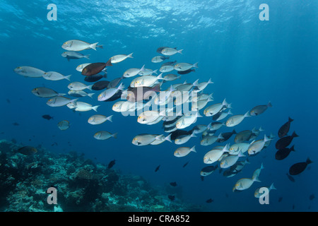 Schwarm von länglichen Doktorfisch (Acanthurus Mata) über ein Korallenriff im Freiwasser, Great Barrier Reef schwimmen Stockfoto