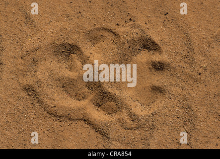 Löwe (Panthera leo), Pfotenabdruck in Sand, Kgalagadi Transfrontier Park, Kalahari, Südafrika, Afrika Stockfoto