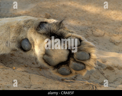 Löwe (Panthera leo), Paw, Kgalagadi Transfrontier Park, Kalahari, Südafrika, Afrika Stockfoto