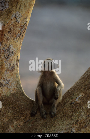 Chacma baboon (papio ursinus), ruht in Sycamore fig Tree, Krüger Nationalpark, Südafrika, Afrika Stockfoto