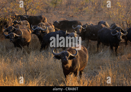 Kaffernbüffel (syncerus Caffer), die Tierzucht Herde, Krüger Nationalpark, Südafrika, Afrika Stockfoto