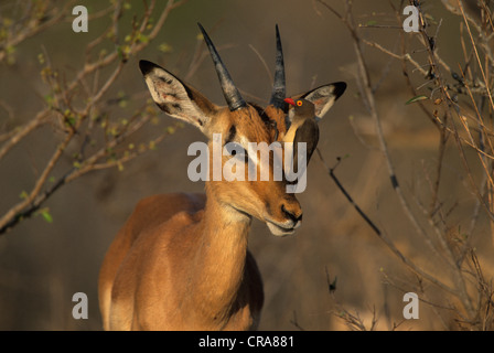 Impala (Aepyceros melampus), mit Red-billed oxpecker (buphagus erythrorhynchus), Krüger Nationalpark, Südafrika, Afrika Stockfoto