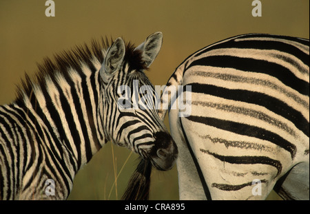 Burchell's Zebra- oder Ebenen Zebra (Equus quagga), erwachsene Frau und Fohlen, midmar Game Reserve, Südafrika, Afrika Stockfoto
