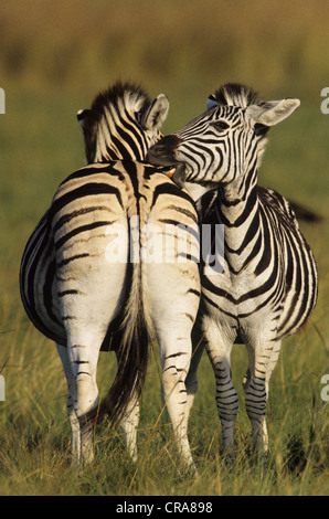 Burchell's Zebra- oder Ebenen Zebra (Equus quagga), die gegenseitige Fellpflege, midmar Game Reserve, Südafrika, Afrika Stockfoto