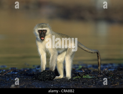 Meerkatze (chlorocebus pygerythrus), mkuze game reserve Kwazulu - Natal, Südafrika, Afrika Stockfoto