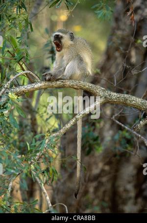 Meerkatze (chlorocebus pygerythrus), Gähnen, Krüger Nationalpark, Südafrika, Afrika Stockfoto