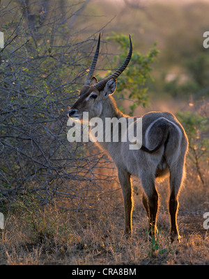 Wasserböcke (Kobus ellipsiprymnus), männlich, Krüger Nationalpark, Südafrika, Afrika Stockfoto