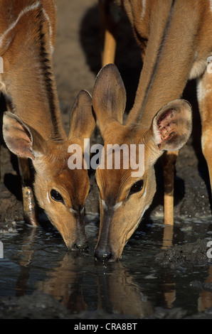 Nyala (tragelaphus angasii), weibliche Erwachsene und junge, mkuze game reserve Kwazulu - Natal, Südafrika, Afrika Stockfoto