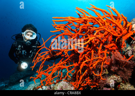 Taucher beobachten rot, verzweigten Schwamm, UNESCO World Heritage Site, Great Barrier Reef, Queensland, Cairns, Australien Stockfoto