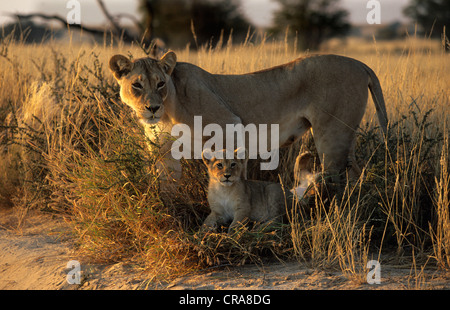 Löwe (Panthera leo), Löwin und Cub, Kgalagadi Transfrontier Park, Kalahari, Südafrika, Afrika Stockfoto